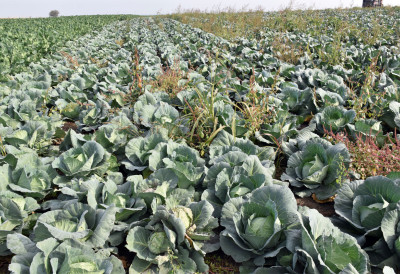 БЕЧЕЈАЦ ”ПАО” НА КУПУСУ Упао на њиву и ”плевио” редом ПОКУШАО И БЕГ ПА ДОБИО ЈОШ ЈЕДНО КРИВИЧНО ДЕЛО