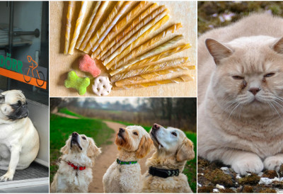 КРАЈ ЕРЕ СЛАТКИХ А БУЦМАСТИХ КУЋНИХ ЉУБИМАЦА? На помолу је Ozempet за прождрљиве куце и маце!