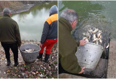 ПОРИБЉАВАЊЕМ ДО БОЉЕГ УЛОВА Воде у НП„Фрушка гора” богатије за најквалитетнију шаранску млађ