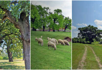 ШАЛИНАЧКИ ЛУГ ПОД ДРЖАВНОМ ЗАШТИТОМ Влада Србије прогласила нови споменик природе од националног значаја