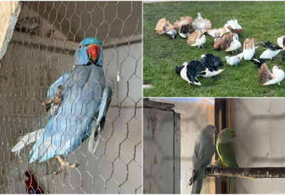 ПОГЛЕДАЈТЕ НЕВЕРОВАТНО ПЕРНАТО ЦАРСТВО ГАЗДА МИЛАНА Нећете веровати ко му је помоћник!