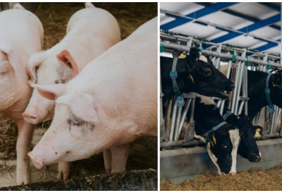 СКУПЉА ТЕЛАД И ЈАГЊАД, ПРАСАД ПОЈЕФТИНИЛА! Преглед цена на сточним пијацама показује раст телади и бикова, ЕВО како се "цене" товне свиње