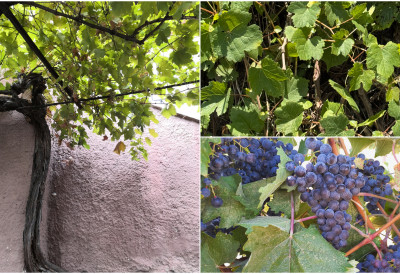 ОТКРИВЕНО ЧАК 11 до сада НЕПОЗНАТИХ СОРТИ ВИНОВЕ ЛОЗЕ! Чувене чокоти из хербаријума старог 200 година живе и данас, а траг води и до ДРЕВНИХ МАНАСТИРА