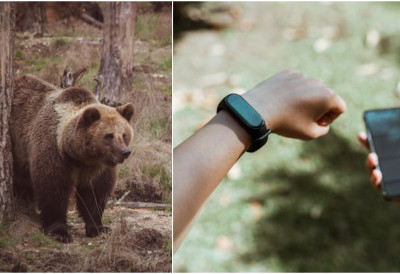 МОДЕРНА ТЕХНОЛОГИЈА РАСПЕТЉАЛА ЈЕЗИВИ СЛУЧАЈ Паметни сат забележио последње тренутке младића (26) којег је усмртио медвед