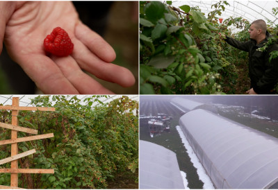 КЛИМАТСКЕ ПРОМЕНЕ ДЕСЕТКУЈУ МАЛИЊАКЕ, АЛИ ОВАЈ МОДЕЛ ПРОИЗВОДЊЕ СПАСАВА ЦРВЕНО ЗЛАТО Све више ариљских воћара прелази на пластенике