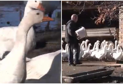 (ВИДЕО) ПОСЛЕДЊИ ЧУВАР ГУШЧАРСТВА У ВОЈВОДИНИ Миклош  не одустаје од древне традиције