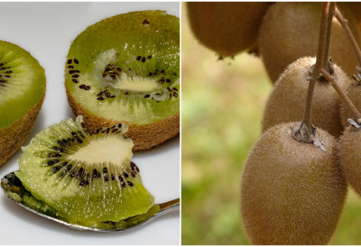 ПЕТ РАЗЛОГА ЗАШТО ТРЕБА ЈЕСТИ КИВИ СА КОРОМ Повећава унос влакана за 50%, лечи анемију и чува срце
