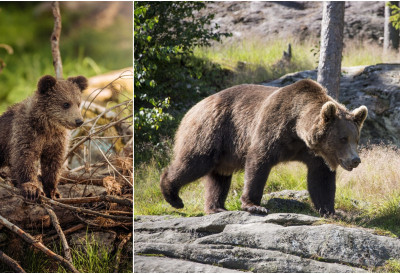 2025. БИЛА ЈЕ ГОДИНА МЕДВЕДА Највећи европски предатор је у експанзији, погодују му топле зиме и забрана лова СВЕ ЈЕ ВИШЕ ОПАСНИХ ИНЦИДЕНАТА