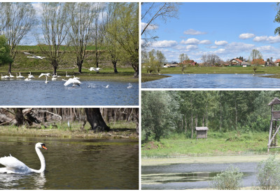 (ФОТО) РАЈ ЗА ЉУБИТЕЉЕ ПРИРОДЕ НАДОМАК НОВОГ САДА Рит крије призоре који се ретко виде, а остављају сваког без даха