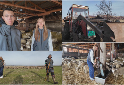 ДЕЦА ЗА ПОНОС Теодор и Жељана су ученици, али и домаћини У ЦИК ЗОРЕ ИЗВОДЕ ОВЦЕ НА ИСПАШУ, А НЕ ЛИБЕ СЕ НИ НАЈТЕЖИХ ПОСЛОВА