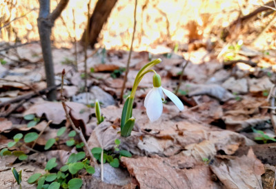 ГРУПА БОТАНИЧАРА ИЗ НОВОГ САДА ПОКРЕНУЛА АМБИЦИОЗАН НАЦИОНАЛНИ ПРОЈЕКАТ #СРБИЈАЦВЕТА2026 Формира се дигитална мапа флоре уз помоћ грађана, ево како се може учествовати
