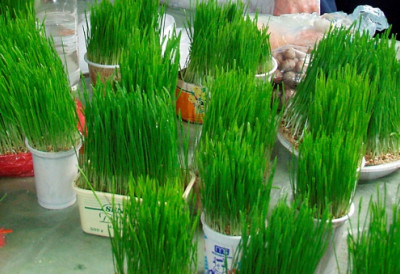 Не чекајте последњи тренутак! ПОСАДИТЕ БОЖИЋНУ ПШЕНИЦУ баш на ОВАЈ ДАТУМ и привуците срећу у свој дом