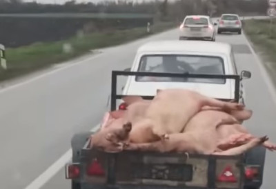 ОВО ИМА САМО У СРЕМУ Сезона свињокоља је у пуном јеку, па ни ПРИКОЛИЦА ПУНА ПРАСИЋА није ништа необично ИЛИ МОЖДА И ЈЕСТЕ Коментари пљуште (ВИДЕО)