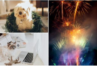 Скретање пажње, омиљена храна, лекови ЗА МНОГЕ ПСЕ И МАЧКЕ ОВО ЈЕ ТРАУМАТИЧАН ПЕРИОД У ГОДИНИ Непријатељ су им ПЕТАРДЕ, а ваше љубимце вребају и ОВЕ скривене опасности