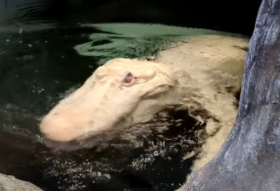 Сан Франциско се опрашта од градске маскоте ПРЕМИНУО ЈЕДАН ОД РЕТКИХ БЕЛИХ АЛИГАТОРА