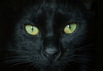 (ВИДЕО) ДЕМОНСКО БИЋЕ Црни мачор Лука шокирао интернет заједницу! Погледајте његово лице док пије чесмовачу