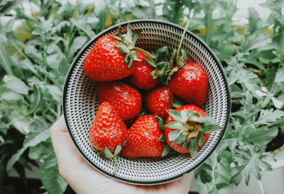 НАПОЉУ МИНУС, А У ЈЕДНОМ ГАЗДИНСТВУ У ТОПОЛИ СЕ БЕРУ ЈАГОДЕ! Више посла имали у децембру него у сезони- Џем и слатко стигну и до Француске