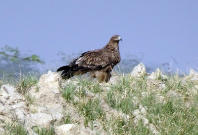 УНИШТИЛИ МУ ОДАШИЉАЧ, НАШ ОРАО КРСТАШ ЗАВРШИО У СИРИЈИ: Феликс ухваћен у Либану и ПРОДАТ ШВЕРЦЕРИМА