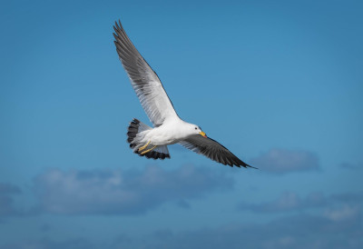 (ВИДЕО) ГАЛЕБ СЕ ЗАЛЕТЕО ПРАВО ВОДИТЕЉКИ НА ЛИЦЕ Раскрвавио јој око, а она се убрзо обратила