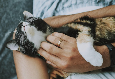 (ФОТО) Сви су дигли руке али... ПОСЛЕ 6 ГОДИНА ПРОНАЂЕН МАЧАК И ВРАЋЕН ПОРОДИЦИ Сусрет испуњен сузама и загрљајима