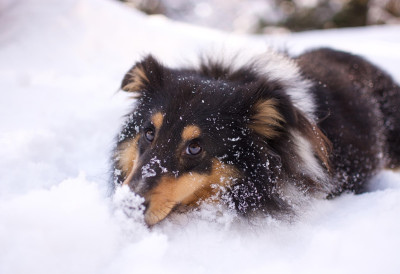 ДЕЛУЈЕ БЕЗАЗЛЕНО, АЛИ НИЈЕ УВЕК Пас једе снег и то делује слатко, али може бити велики проблем