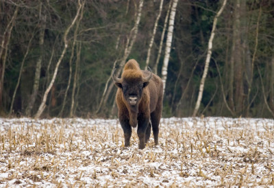 ТАЈФУН ПОНОВО У БЕКСТВУ, А ТЕК ШТО ЈЕ ПОСТАО ОТАЦ Бизон шета Сремом и изазива хаос на Фрушкој гори