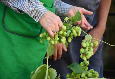ДОК КОД НАС ЗАВРШИ У КРИГЛИ, ИЗДАНЦИ ХМЕЉА ДАНАС СЕ ЦЕНЕ И НА ТАЊИРИМА Љубитељи доброг залогаја спремни су да плате и 900 евра/кг