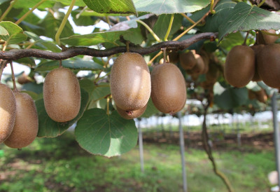 МИНИСТАРСТВО ДЕМАНТОВАЛО МЕДИЈЕ Нетачни наводи о забрани увоза воћа СРПСКИ КИВИ МОЖЕ У СЕВЕРНУ МАКЕДОНИЈУ