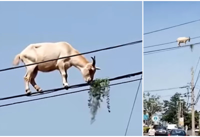 (ВИДЕО) НЕВЕРОВАТНА ЦИРКУСКА ТАЧКА УЖИВО Коза опуштено балансира на жицама далековода 6m изнад тла и грицка лишће?! СВИ ПОСТАВЉАЈУ САМО ЈЕДНО ПИТАЊЕ