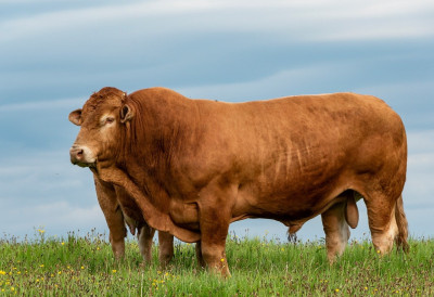 ФРАНЦУСКЕ КРАВЕ ЛИМУЗИН НА СЕВЕРУ БАЧКЕ Мирослав Киш уложио у нову генетику у сточарству, краве издржљивије и меснатије од сименталки