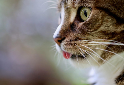 ЧУДО, МАЧКА ПУТОВАЛА 70 КИЛОМЕТАРА ИСПОД ХАУБЕ АУТОМОБИЛА! Холандски ватрогасци раставили мотор да би је спасили!