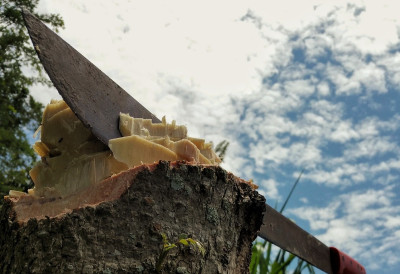 ОДСЕКЛИ МУ ПРСТ Два тринаестогодишњака мачетом напала продавца