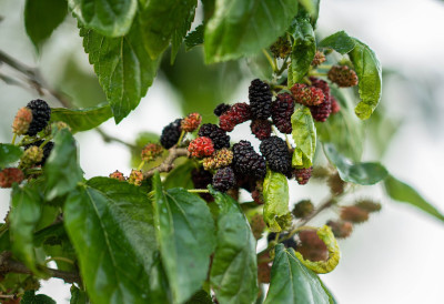 НЕСТАЈЕ, А БИЛО ГА ЈЕ У СВАКОМ ДВОРИШТУ! Наше баке су знале да је дрво наших детињстава ПРАВА АПОТЕКА!