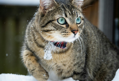 (ВИДЕО) Ово је преслатко! УСВОЈЕНИ МАЧАК МАРТИ ПРВИ ПУТ НА СНЕГУ Погледајте његову реакцију! Срца и лајкови запалили интернет