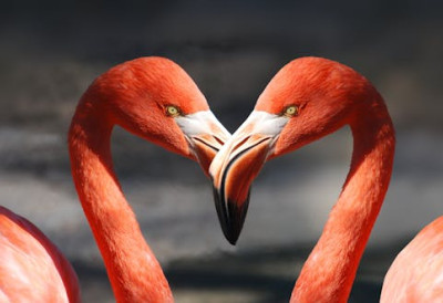 КО ЈЕ ПРОМИСКУИТЕТНИЈИ: ЖИВОТИЊЕ ИЛИ ЉУДИ? Погодите које место заузимамо на листи!