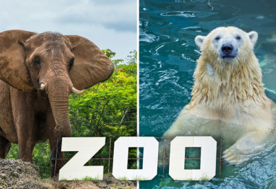 БЕОГРАДСКИ ЗОО-ВРТ МОДЕРНИЗОВАО СМЕШТАЈ ЗА ТРИ БЕЛА МЕДВЕДА И СЛОНИЦУ МАЈУ Овде животиње живе дуже него у природи – алигатор Муја пуни 90.