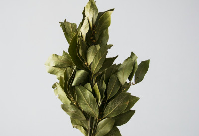 СТАВИТЕ ЛОВОРОВ ЛИСТ У СУНЦОКРЕТОВО УЉЕ Стари трик домаћица који се преноси с генерације на генерацију! Ево зашто је то добро