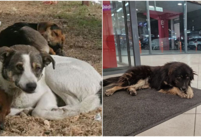 ПСИ ЛУТАЛИЦЕ СЕ СМРЗАВАЈУ НА УЛИЦАМА Онима који нису ничији љубимци ЗИМА ДОНОСИ НАЈТЕЖУ БОРБУ