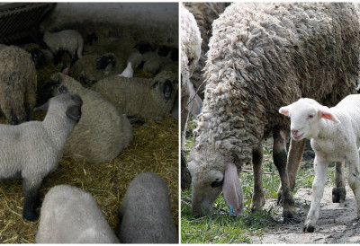 СТОЧАРИ ЧЕКАЈУ ДОЗВОЛЕ За извоз у Израел, Албанију и Црну Гору имамо 30.000 јагањаца