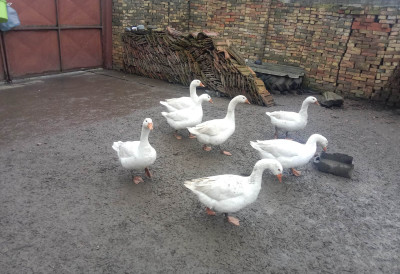 ПЕРЈЕ ВИШЕ НИКО НЕЋЕ, АЛИ ГУШЧИЈА МАСТ ИМА СВОЈЕ КУПЦЕ Золтан Ердеи из Банатског Двора не одустаје од белих „италијанки”, најлепшег украса у дворишту