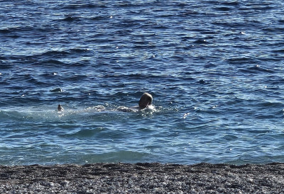 ДА ЛИ БИСТЕ СЕ УСУДИЛИ Прво овогодишње купање на црногорском приморју ОТВОРИО СЕЗОНУ ВЕЋ 1. ЈАНУАРА