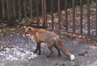 Несвакидашњи ИНЦИДЕНТ оставио мештане овог града БЕЗ СТРУЈЕ Лисица УПАЛА У ТРАФО-СТАНИЦУ, па направила општи ХАОС