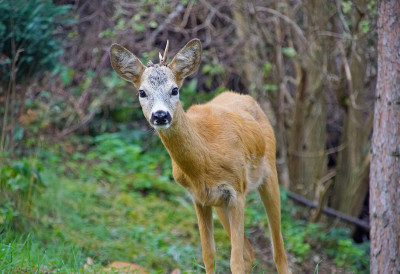 АПЕЛ УПРАВЕ ЗА ШУМЕ ПРИ МИНИСТАРСТВУ ПОЉОПРИВРЕДЕ Корисници ловишта да обезбеде храну за дивљач