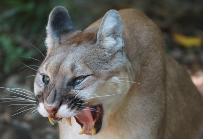 КАД СЕ ПРЕДАТОРИ НАСЕЛЕ У ДЕЛУ ПАТАГОНИЈE Мачке једу птице па ваљда зато и пуме пингвине