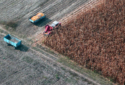 ТРЖИШТЕ ЖИТАРИЦА ПОСЛЕ ПРАЗНИКА Пшеница активна, кукуруз и соја у застоју