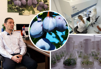 Генетско благо Србије чува се на -196 степени Целзијуса ПОВЕЋАНА БРИГА ЗА АУТОХТОНЕ СОРТЕ ШЉИВА, АЛИ И ДРУГИХ ВОЋНИХ ВРСТА