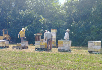 МУРАТОВИЋ БАЦИО РЕКЕТ И УЗЕО ДИМИЛИЦУ Колико кошница је данас потребно за живот од меда? Одговор стиже из Лаћарка