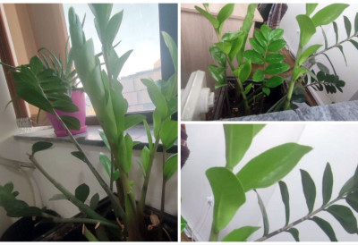 “НАЈОМИЉЕНИЈА” БИЉКА МОЖЕ ДА БУЈА ПРЕКО НОЋИ: Што више листова замије – имаћете више новца и среће УЗ ЈЕДАН САСТОЈАК