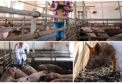 МИНИСТАРСТВО НАЈАВЉУЈЕ ПРОМЕНЕ! Измене закона и НОВЕ МЕРЕ могу потпуно да промене игру за домаће произвођаче и породична газдинства