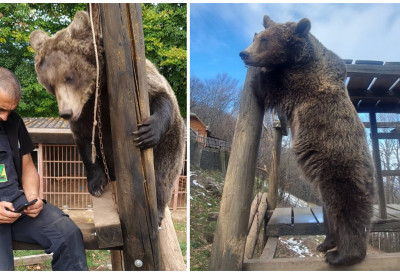 (ФОТО) Једу из руке, мазе се и играју са људима! МАША И ЉУБИЦА – медведице спасене од смрти постале праве нежнице добрице на Озрену